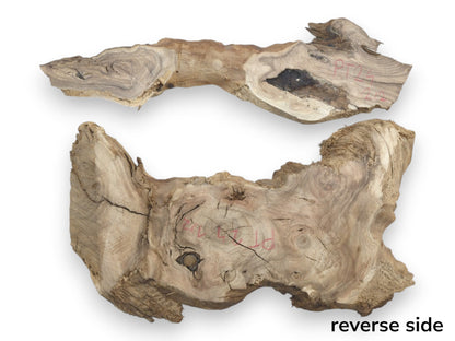 Two untreated Japanese Pagoda tree root slices with natural edges, rich grain, and visible cracks.