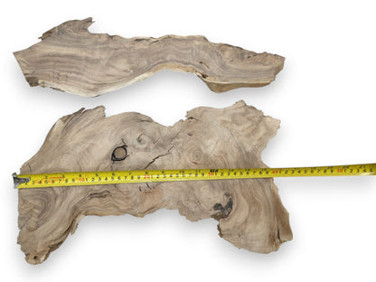 Two Japanese Pagoda tree root slices with natural live edges and a measuring tape.