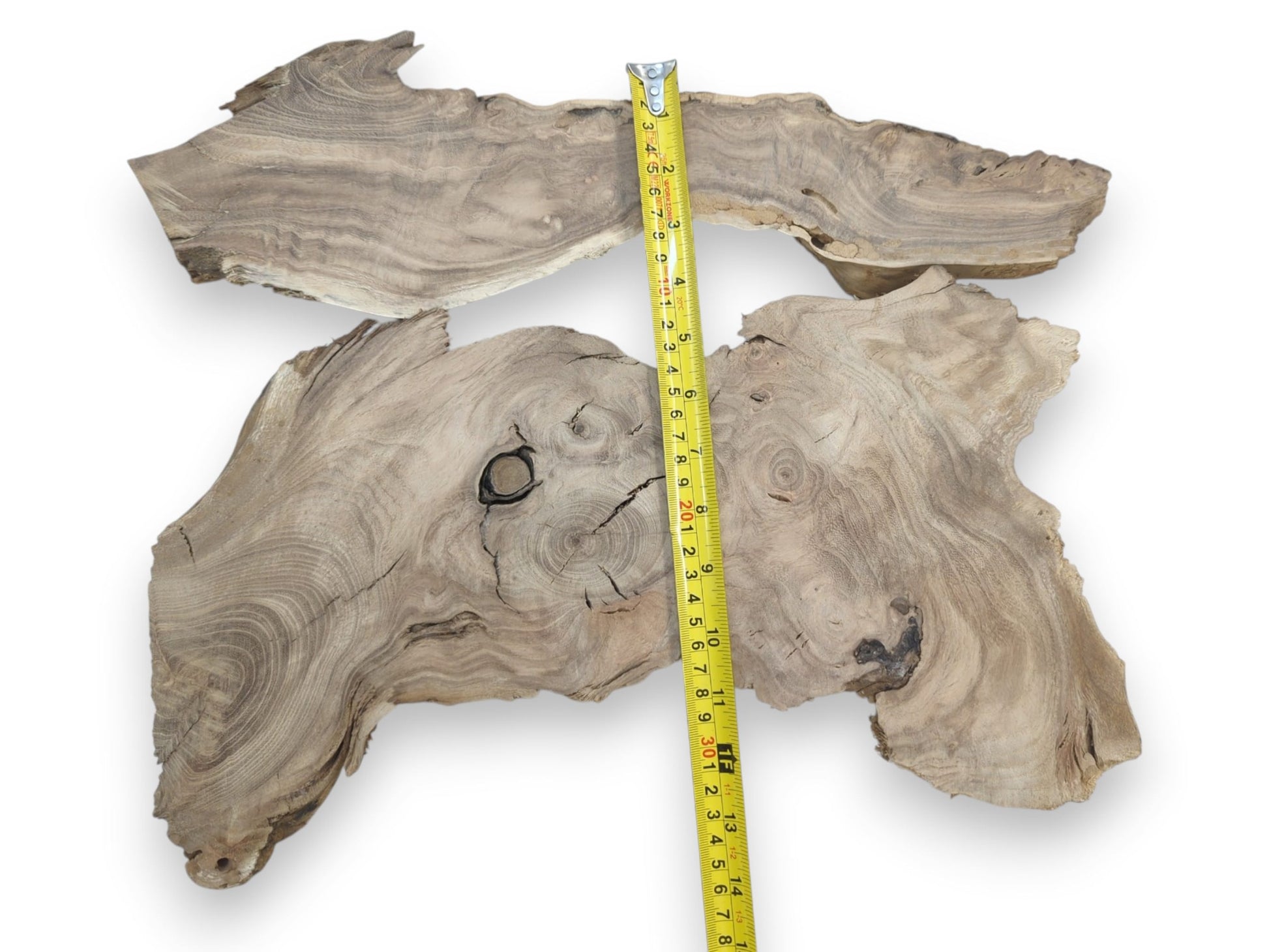 Two Japanese Pagoda tree root slices with natural live edges, swirling grain, and a measuring tape.