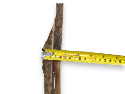 A yellow measuring tape across two Japanese Pagoda tree root slices with natural edges.