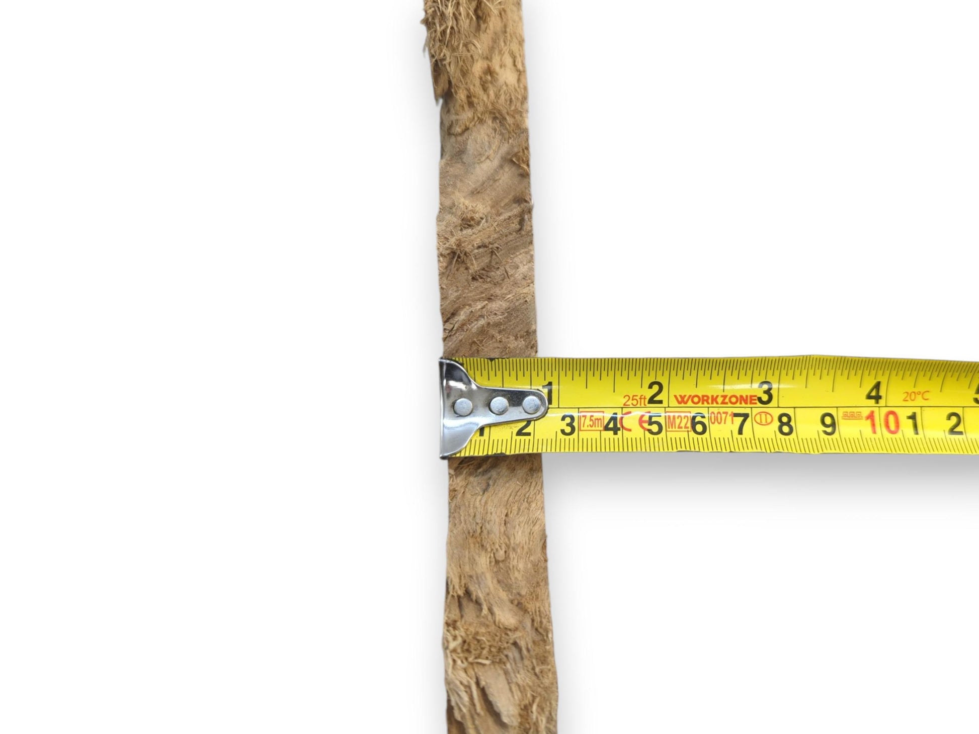 A yellow measuring tape shows the width of a single Japanese Pagoda tree root slice.