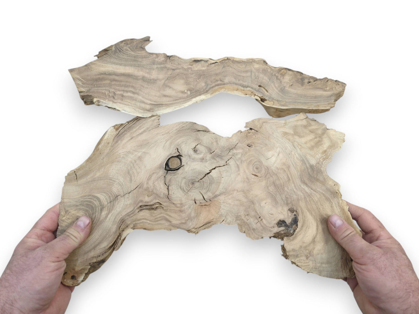 Two hands hold a large, highly figured Japanese Pagoda tree root slice with natural edges.