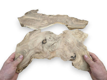Two hands hold a large, highly figured Japanese Pagoda tree root slice with natural edges.