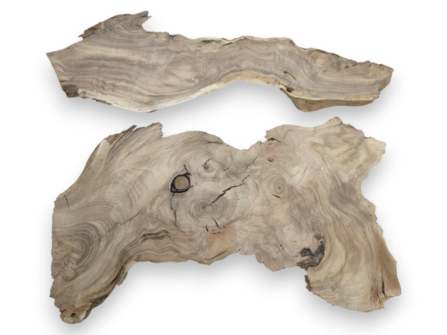 Two untreated Japanese Pagoda tree root slices with natural live edges and swirling grain.