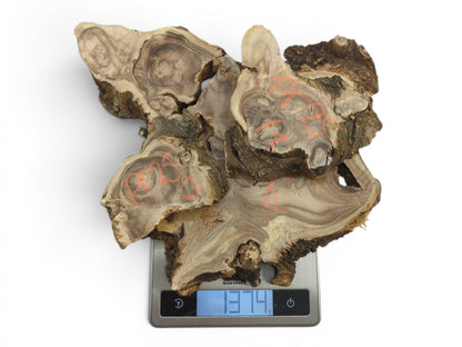 Several raw Japanese Pagoda Tree wood slices with live edges and visible grain patterns on a scale.