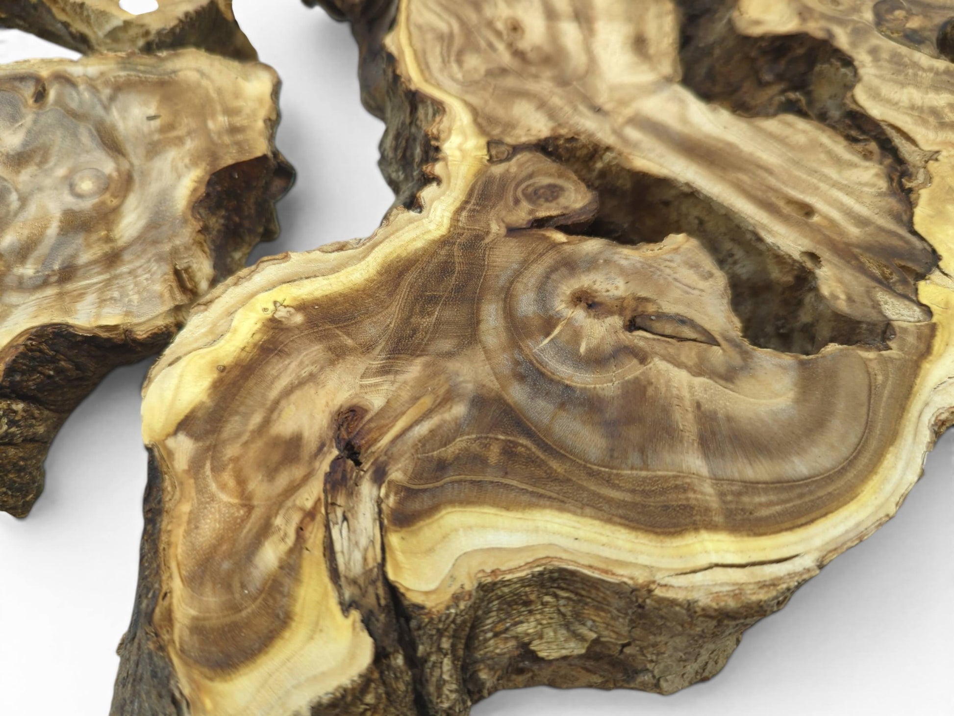 Close-up of two Japanese Pagoda Tree wood slices with natural edges and intricate grain patterns.