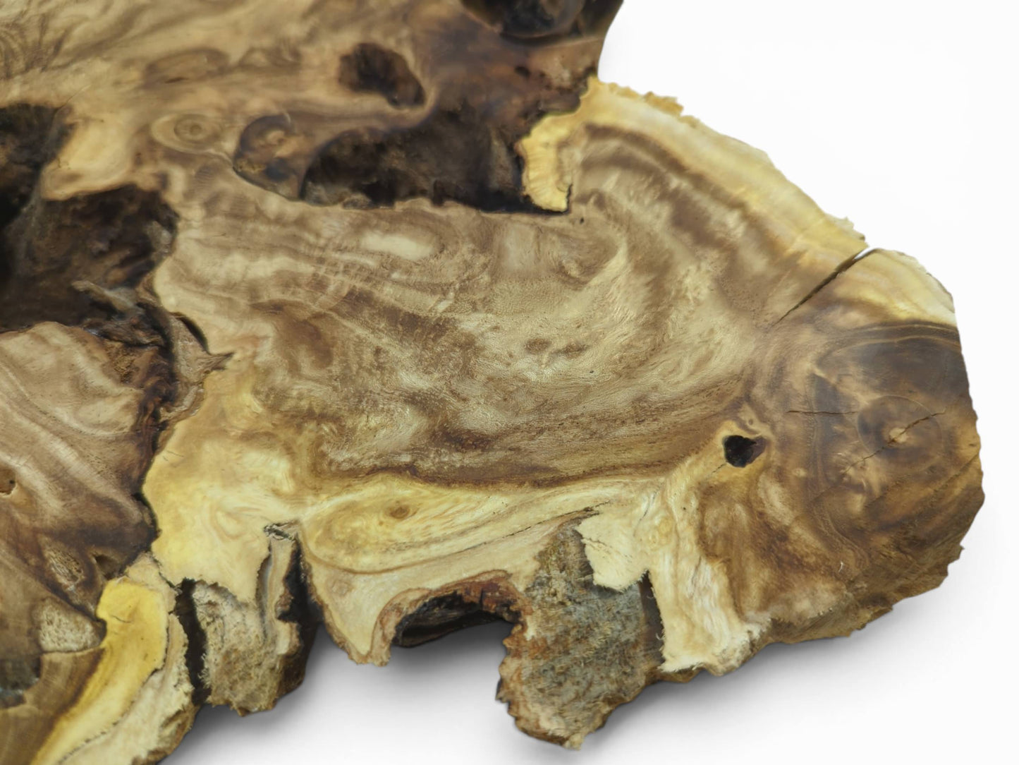 Close-up of a single Japanese Pagoda Tree wood slice with natural edges and intricate grain.