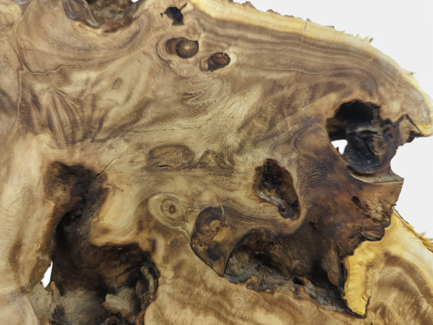 Close-up of a Japanese Pagoda Tree wood slice with natural edges and dark knots.