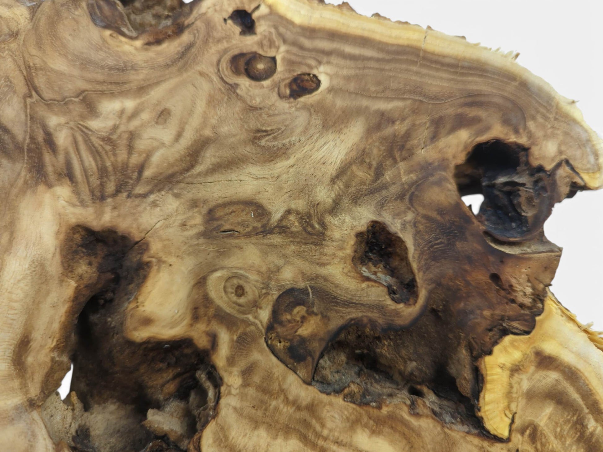 Close-up of a Japanese Pagoda Tree wood slice with natural edges and dark knots.