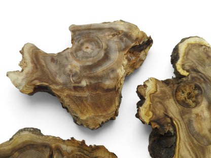Three raw Japanese Pagoda Tree wood slices with natural edges and intricate grain patterns.