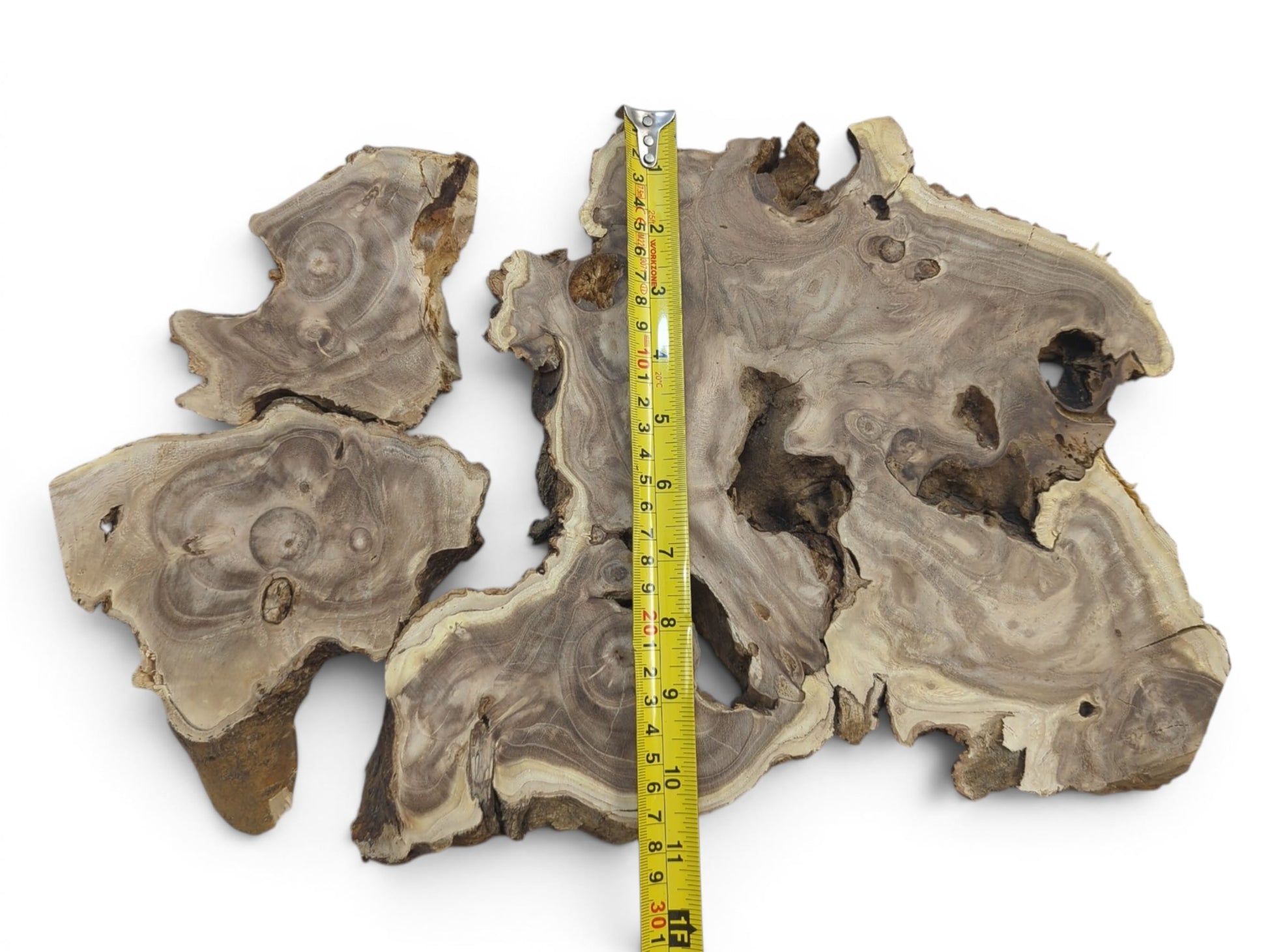 Three raw Japanese Pagoda Tree wood slices with natural edges and intricate grain patterns.
