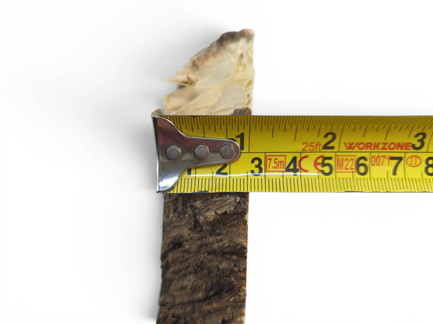 A Japanese Pagoda Tree wood slice with natural bark edge, measured by a yellow tape.