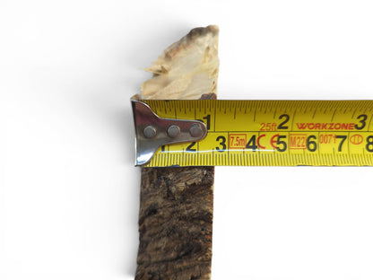 A Japanese Pagoda Tree wood slice with natural bark edge, measured by a yellow tape.