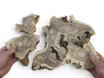 Two hands hold three raw Japanese Pagoda Tree wood slices with natural edges and intricate grain.