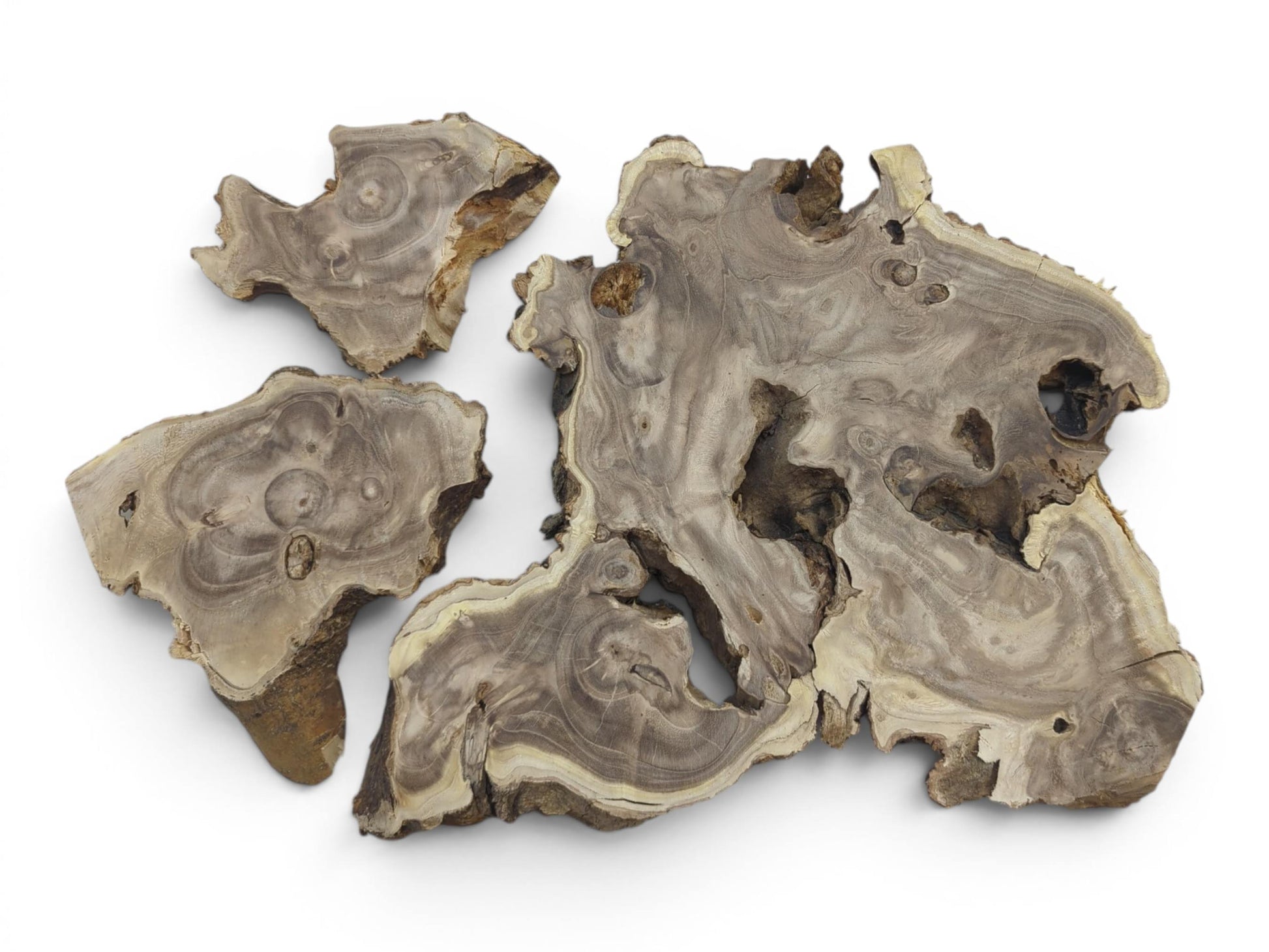 Three raw Japanese Pagoda Tree wood slices with natural edges, intricate grain, and holes.