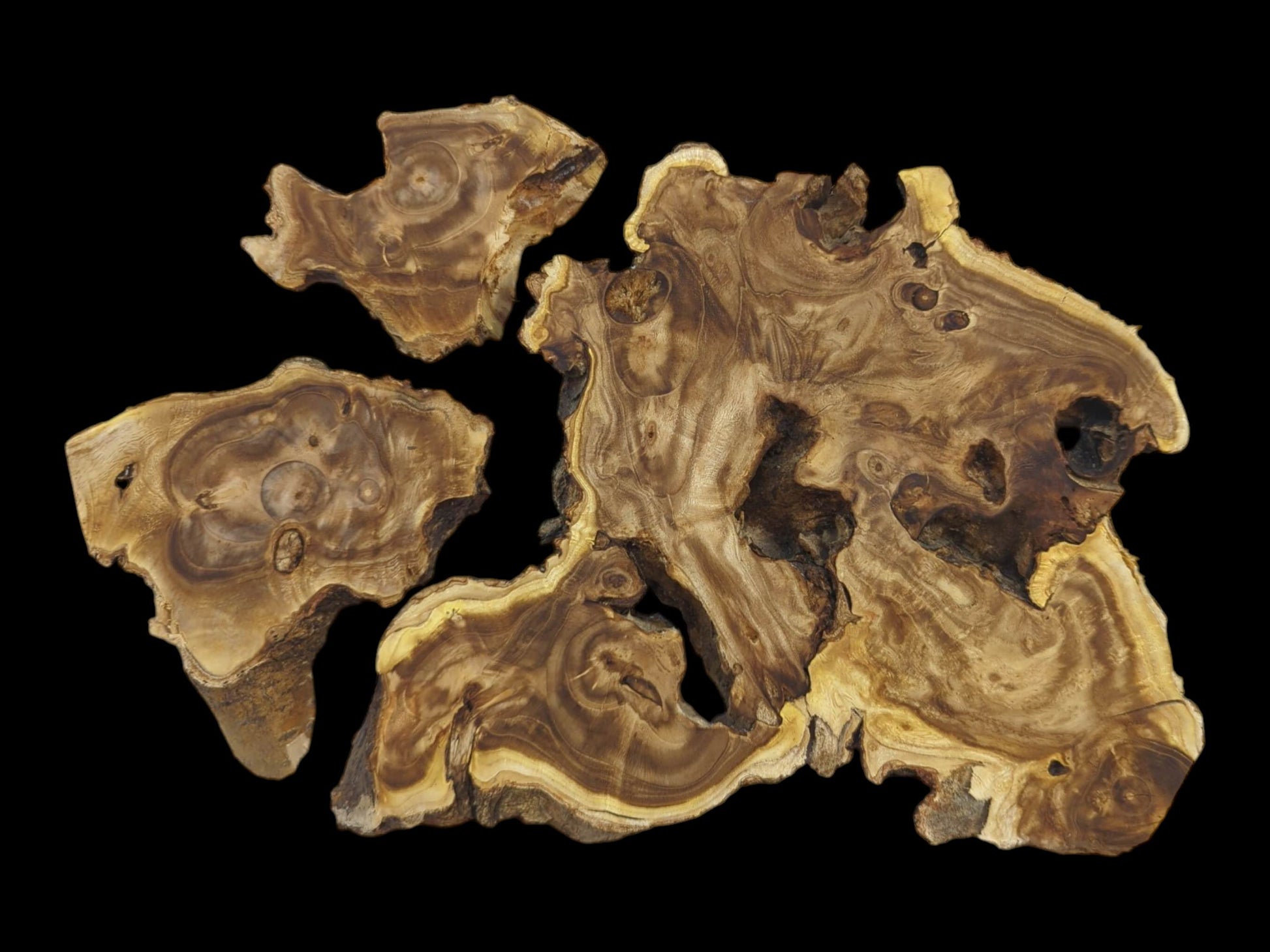 Four raw Japanese Pagoda Tree wood slices with natural edges and intricate grain patterns.