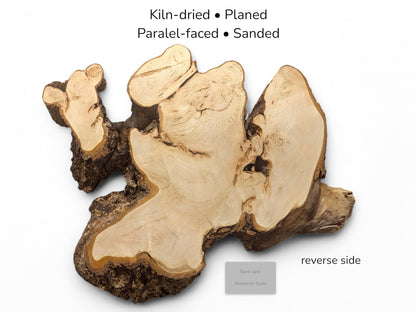 Planed linden root slice with light wood, dark bark edges, text overlays, and gray scale card.