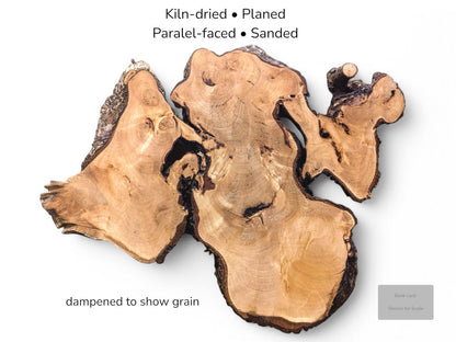 Image with text details showing irregular dampened linden root slice, distinct grain, bark, and scale card.