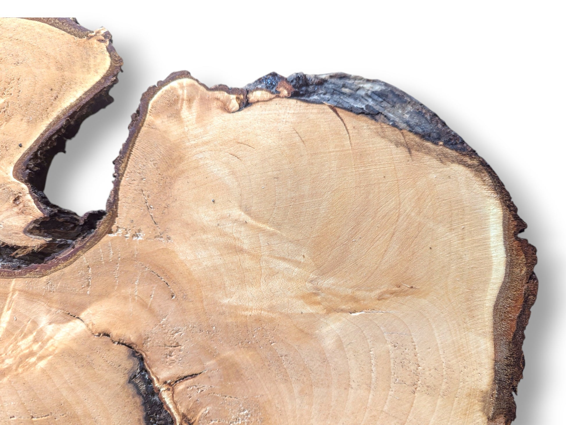 Upper portion of a light brown linden root wood slice with dark bark and an irregular internal void.