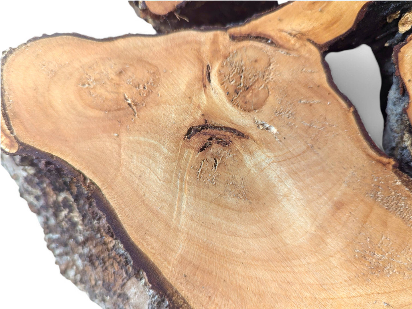 Irregular linden root wood slice, planed light-brown surface, dark bark edge, and an internal natural void.