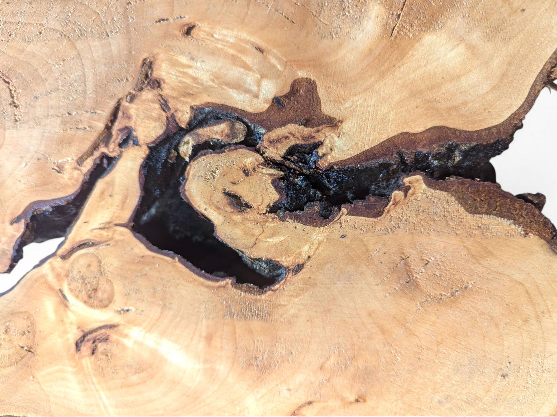 Close-up of a planed, sanded linden/lime root wood slice with light-brown grain and dark irregular voids.