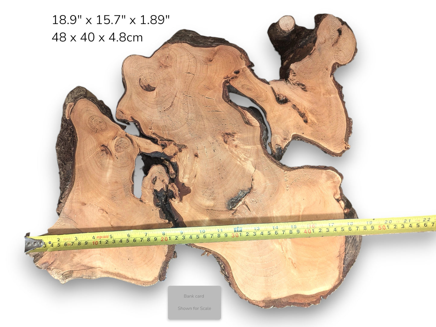 Linden/lime root wood slice, light brown with irregular shape, dark bark, internal voids, measuring tape, and text.