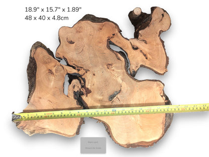 Linden/lime root wood slice, light brown with irregular shape, dark bark, internal voids, measuring tape, and text.