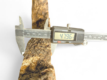 Digital caliper measuring the textured dark bark of a linden/lime root slice at 47.96 mm.