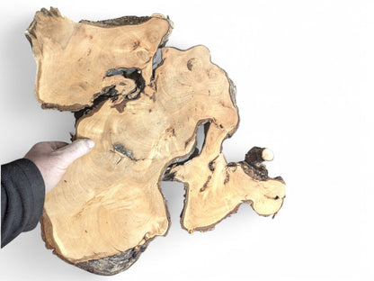 Human hand holds a large, irregular linden root wood slice with planed light-brown wood and dark bark.
