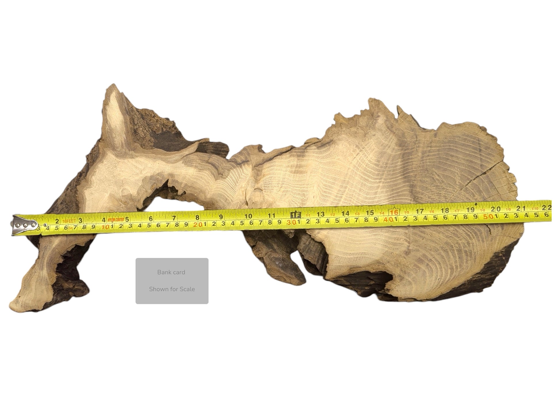 Elongated black locust root slice shows light grain, dark bark, a measuring tape, and a scale card.