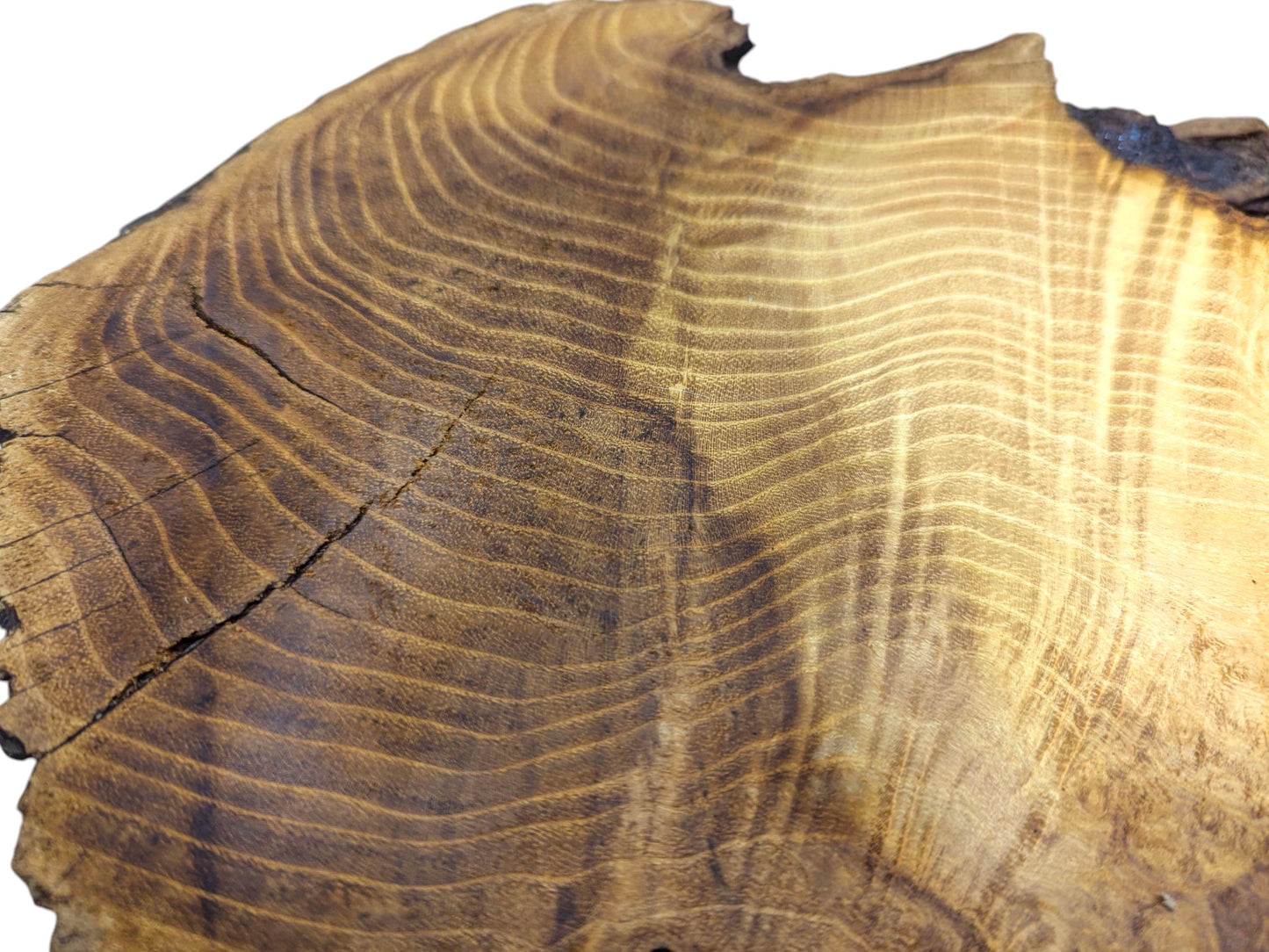 This dark and golden-brown black locust root wood slice shows wavy grain, bark, and surface cracks.