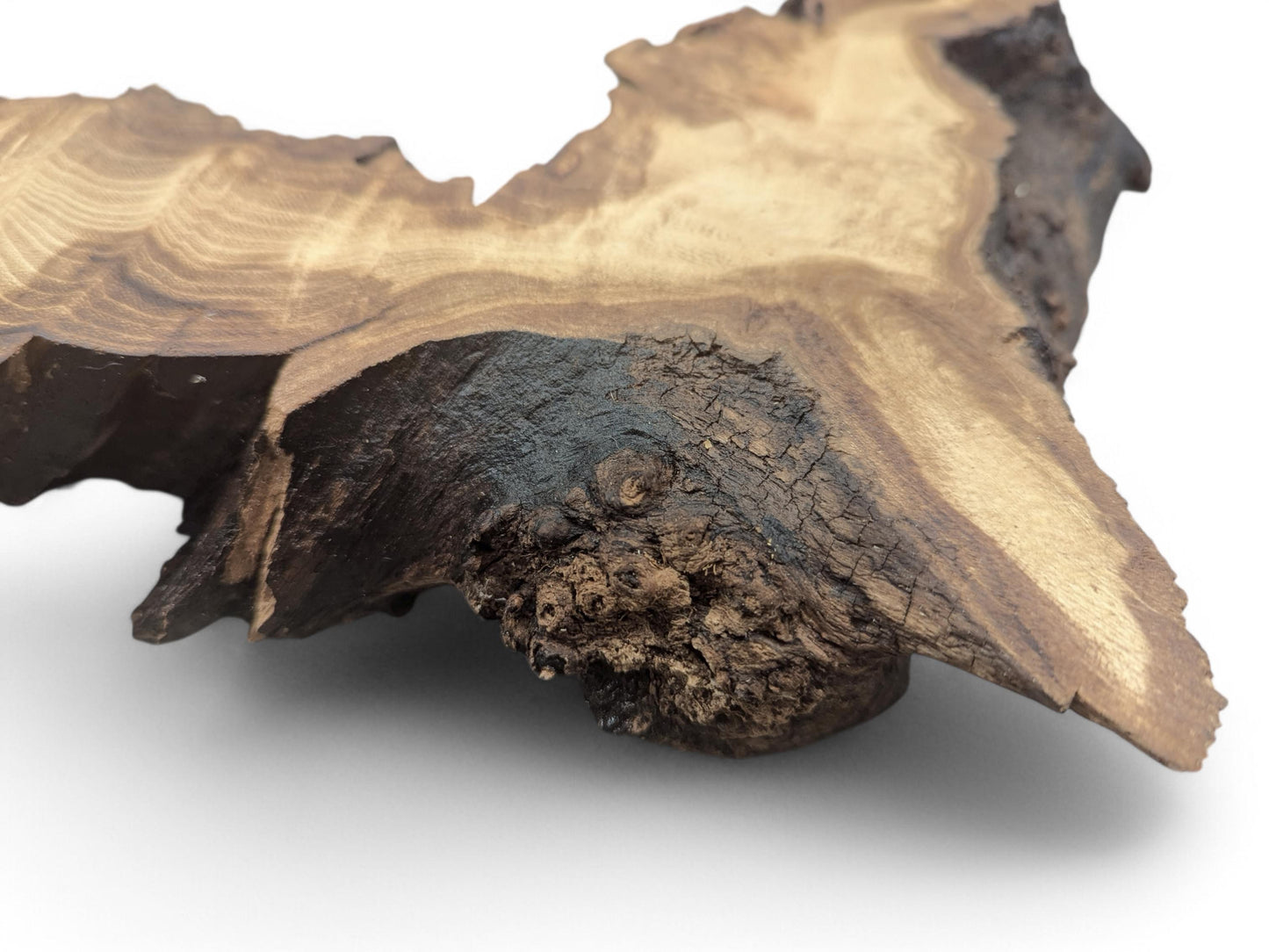 Irregular black locust root wood slice displaying light brown wavy grain, dark bark, and rough natural edges.