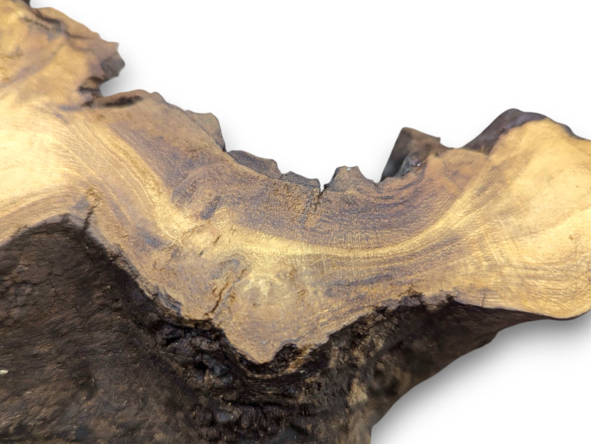 Natural black locust root wood slice showing dark, rough bark and smooth, golden-brown wavy grain.
