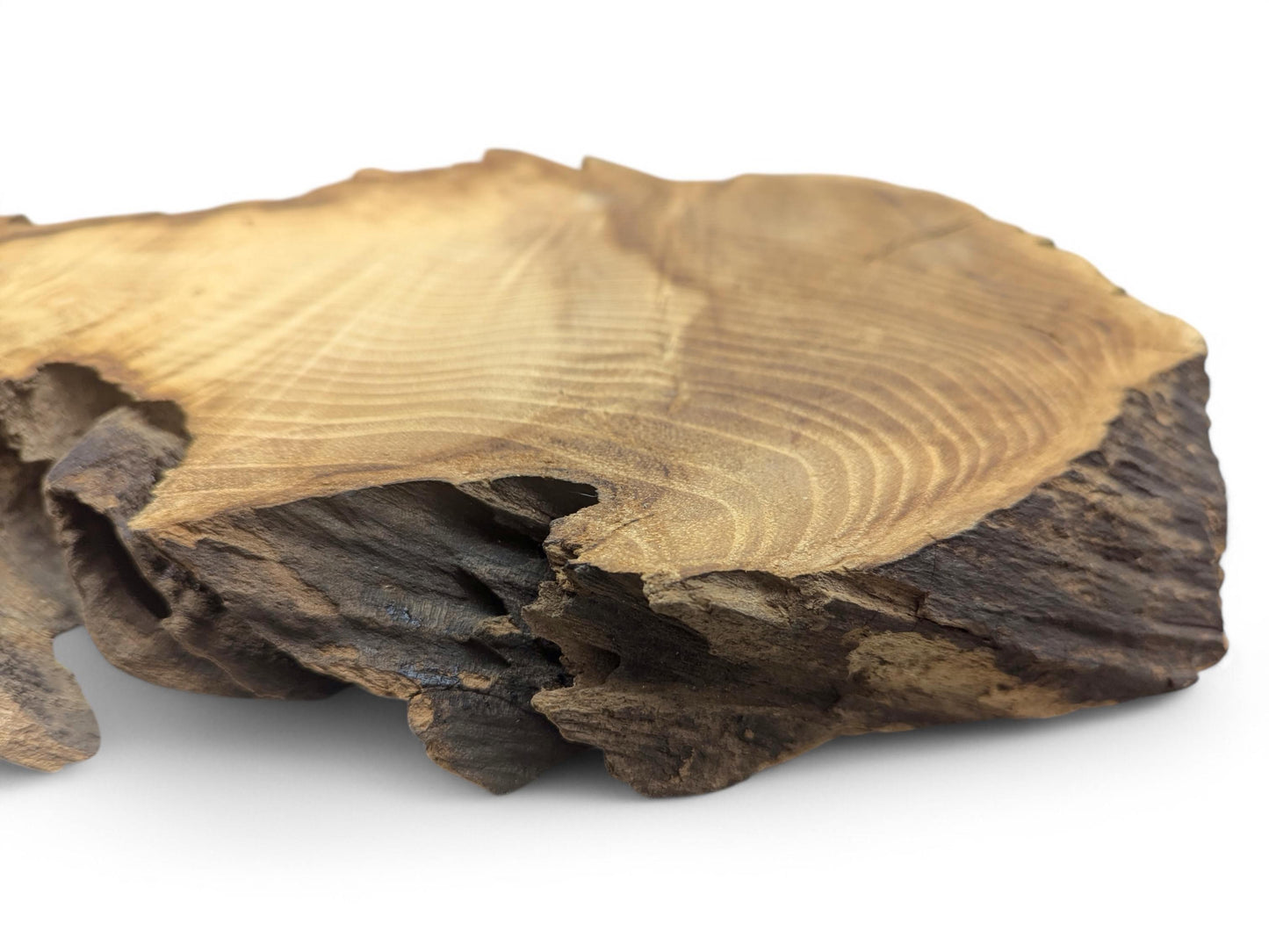An irregular, planed black locust root wood slice displays light grain and dark, natural, rough bark edges.