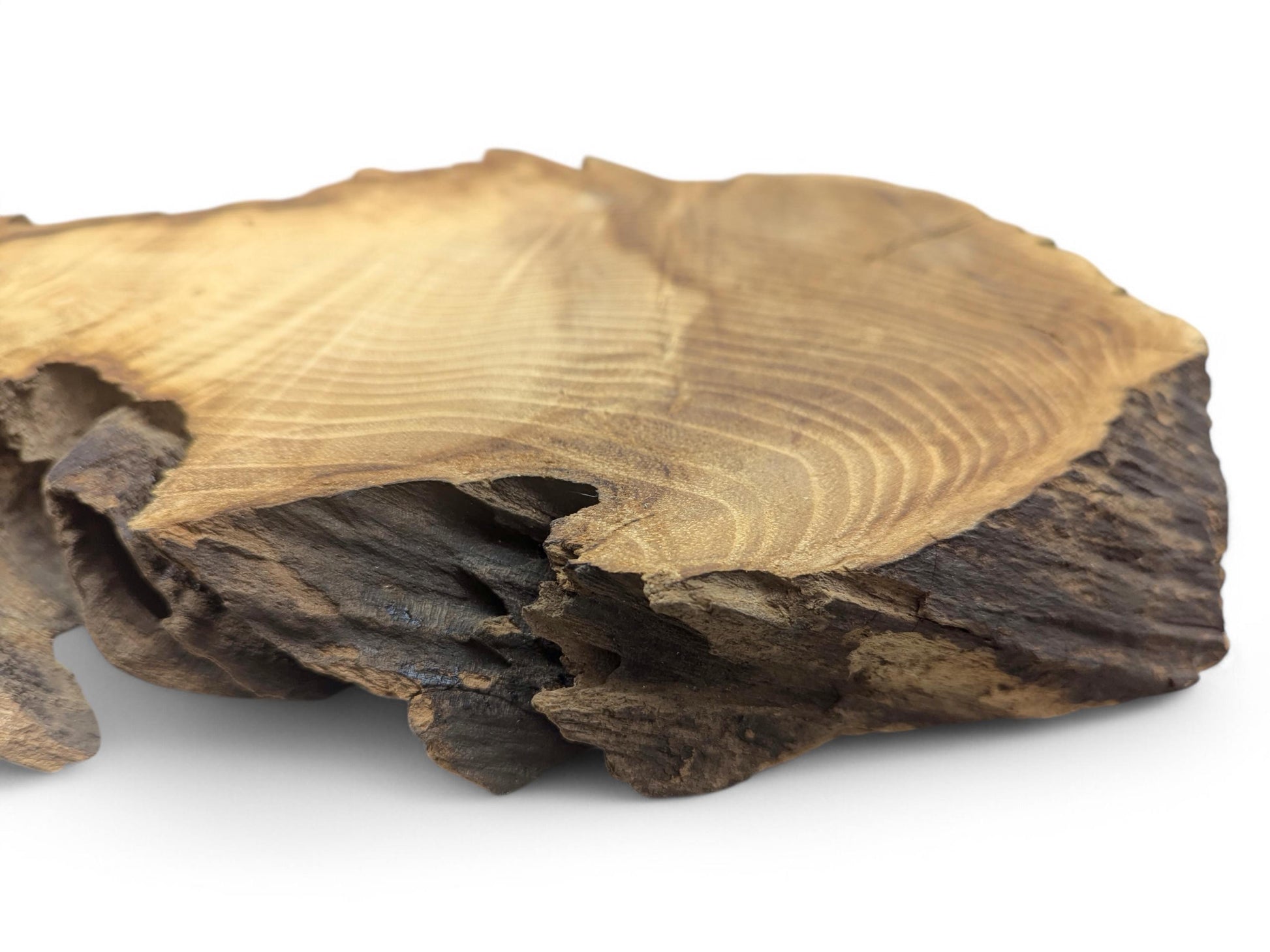 An irregular, planed black locust root wood slice displays light grain and dark, natural, rough bark edges.