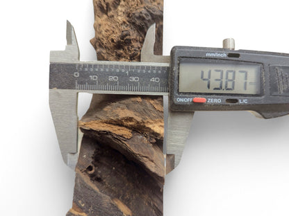 Digital caliper measuring a dark, irregular black locust root wood slice, showing a width of 43.87 mm.