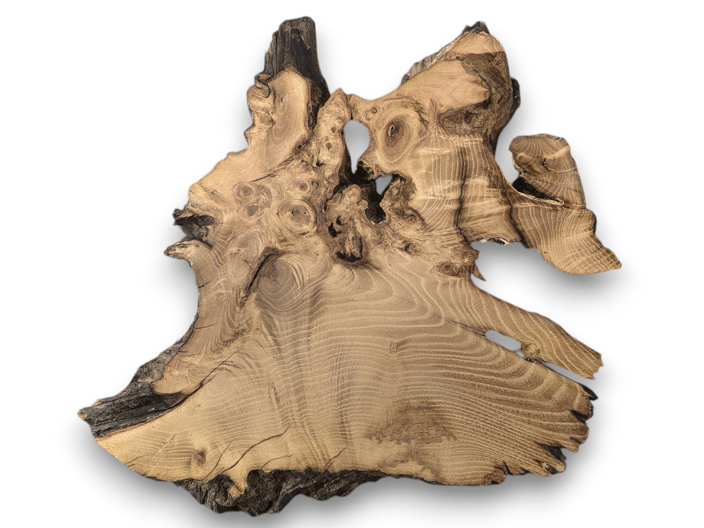 Natural, untreated black locust root wood slice with irregular shape, visible grain, knots, and dark live edges.