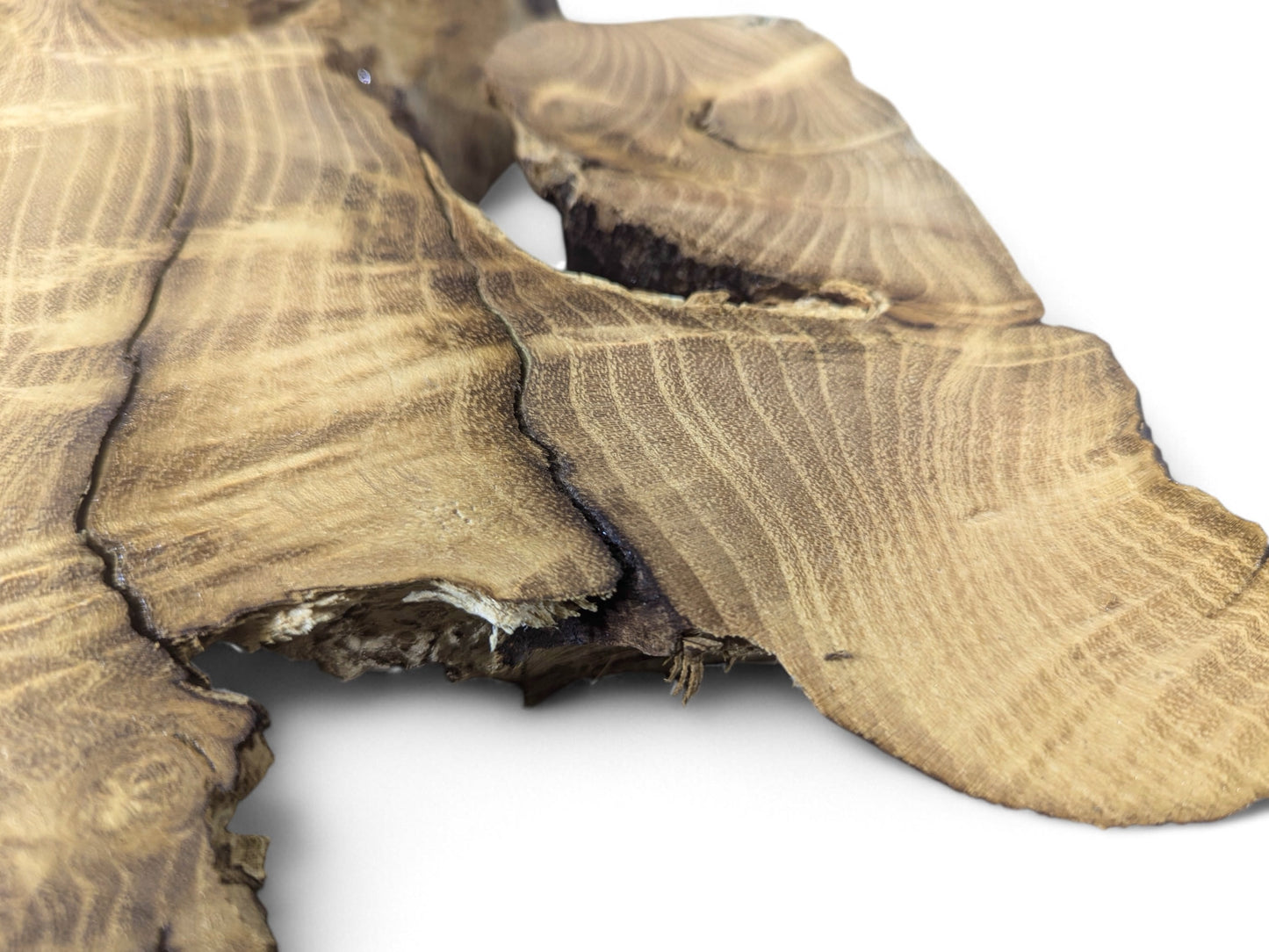 Wood slice featuring light brown black locust with prominent grain patterns, deep cracks, and dark raw edges.