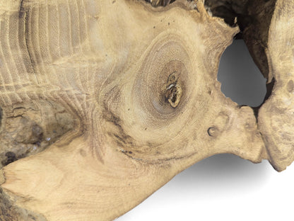 Close-up showing a light brown, planed and sanded black locust root slice with a knot and hole.