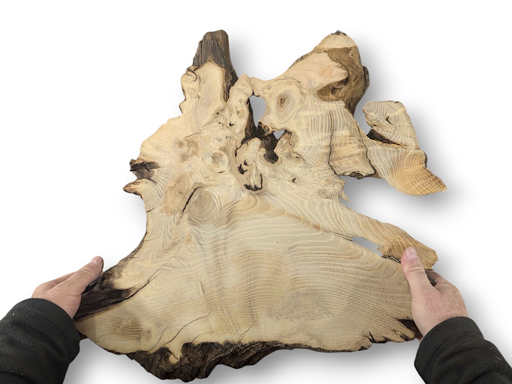 A person's hands display an irregular, planed, sanded black locust root wood slice, featuring visible grain.