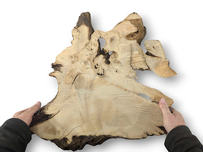 A person's hands display an irregular, planed, sanded black locust root wood slice, featuring visible grain.