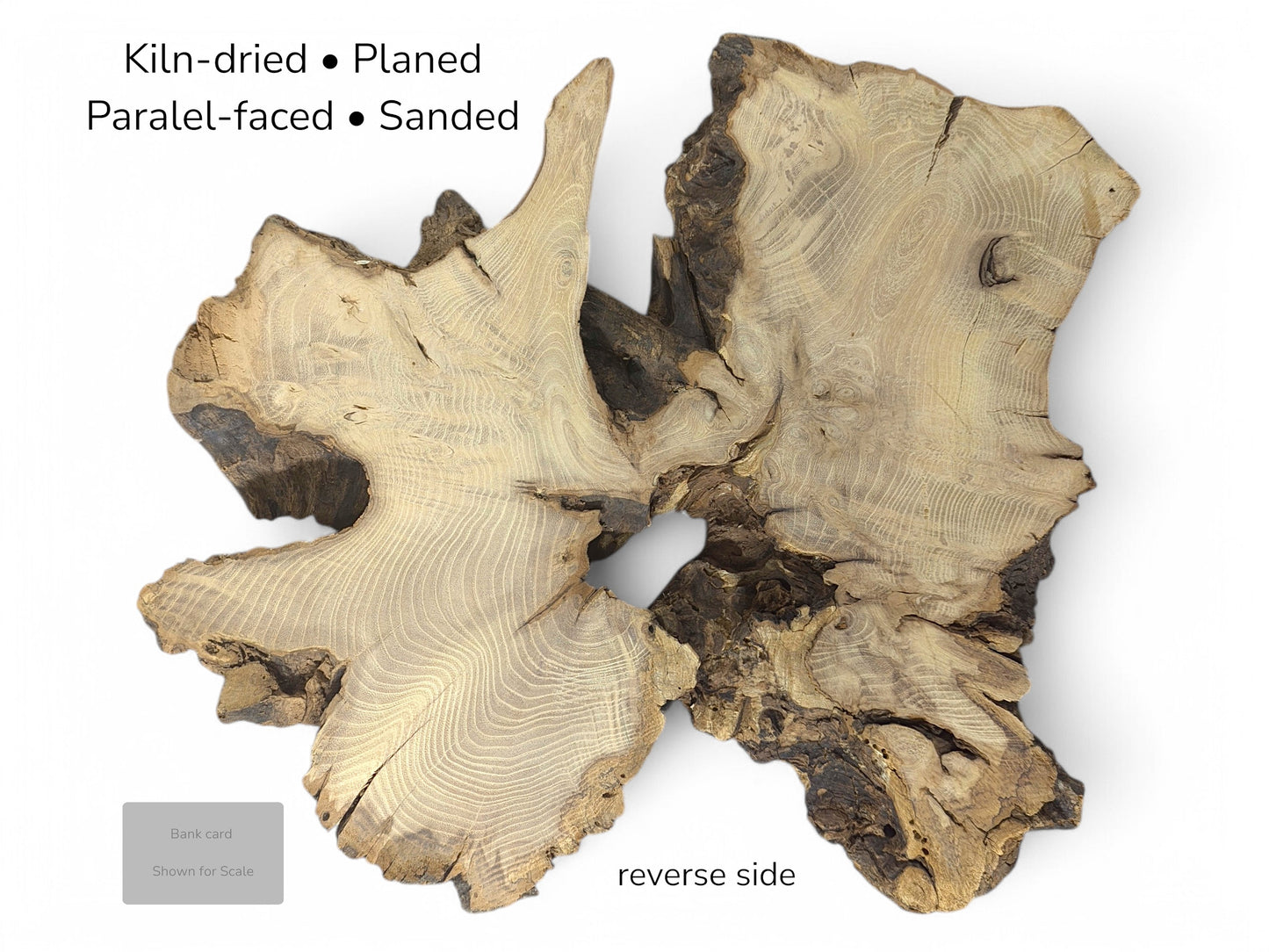 Light-toned, irregular black locust root wood slice, reverse side. Text indicates preparation and includes scale.