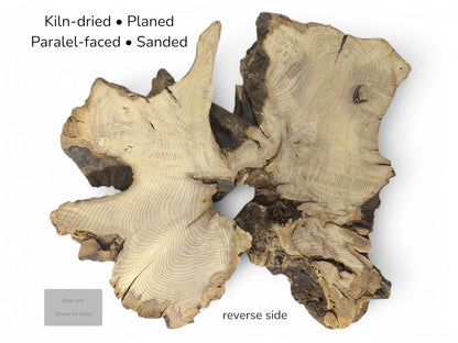 Light-toned, irregular black locust root wood slice, reverse side. Text indicates preparation and includes scale.