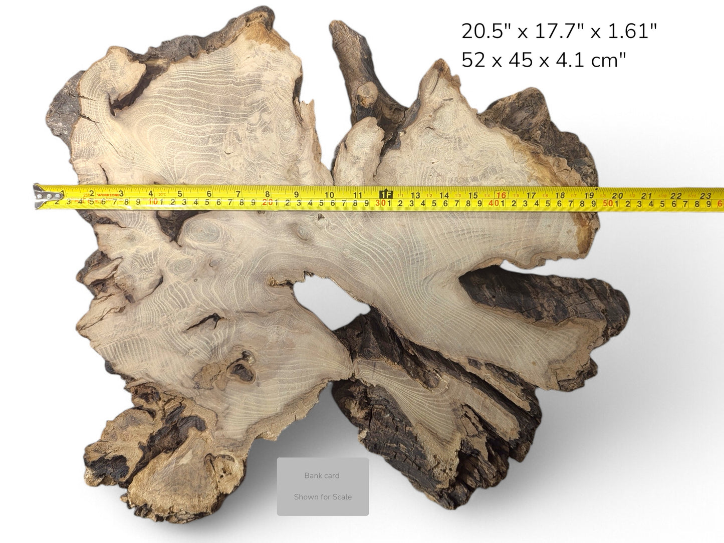 Root wood slice, black locust, light planed grain, dark bark, natural voids, and measurement details.