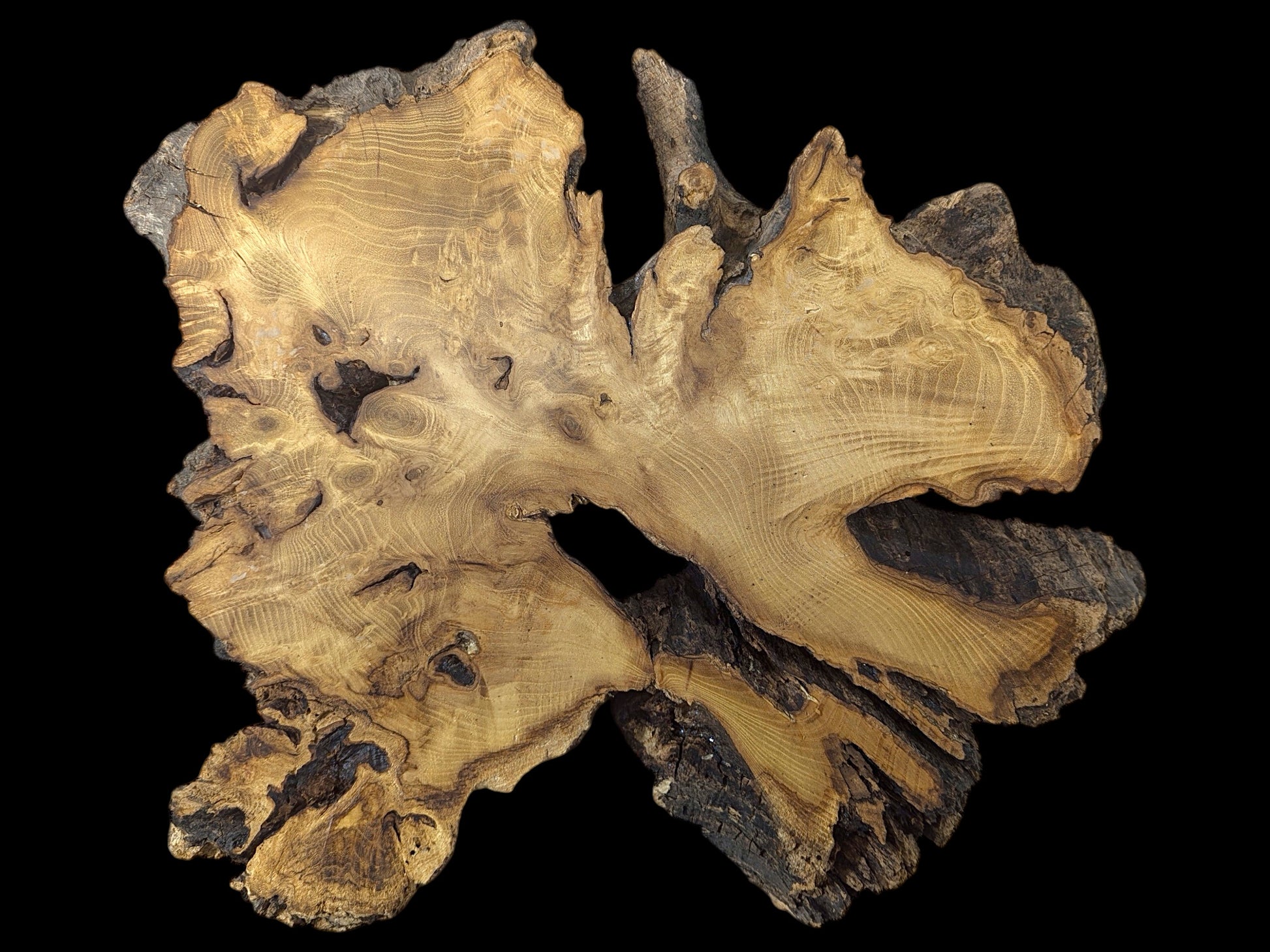 Planed, irregular black locust root wood slice displaying golden-brown grain, dark bark, and central void.