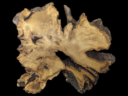 Planed, irregular black locust root wood slice displaying golden-brown grain, dark bark, and central void.
