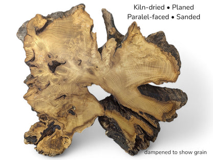 Golden-brown root wood slice featuring distinct growth rings and rough bark, with text listing preparation details.