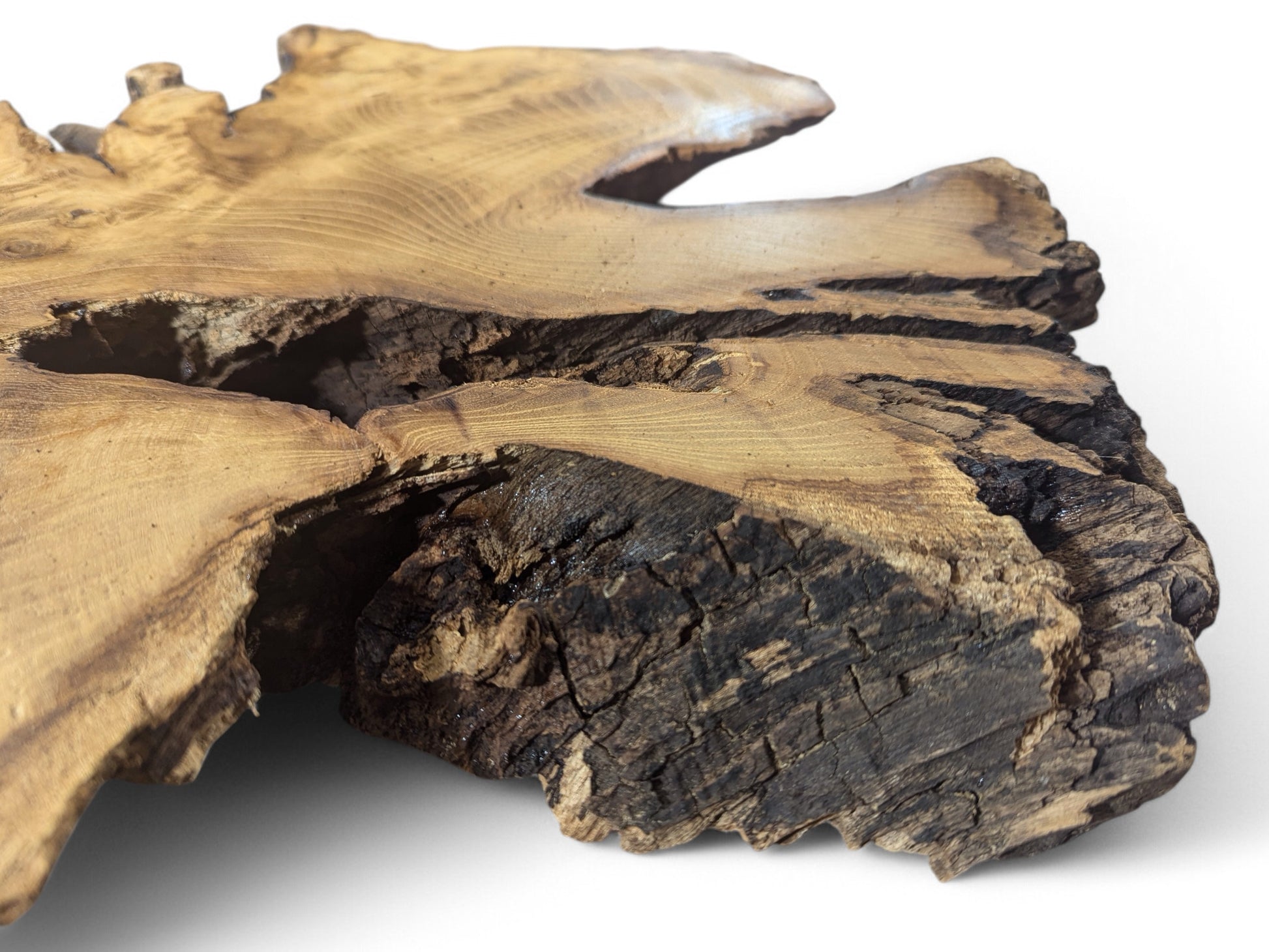 Black locust root wood slice with a planed golden-brown surface, dark rough bark, and natural voids.