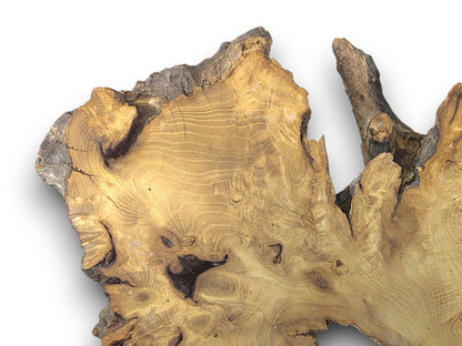 Golden-brown black locust root slice, planed, showcasing prominent grain patterns, rough dark bark, and natural voids.