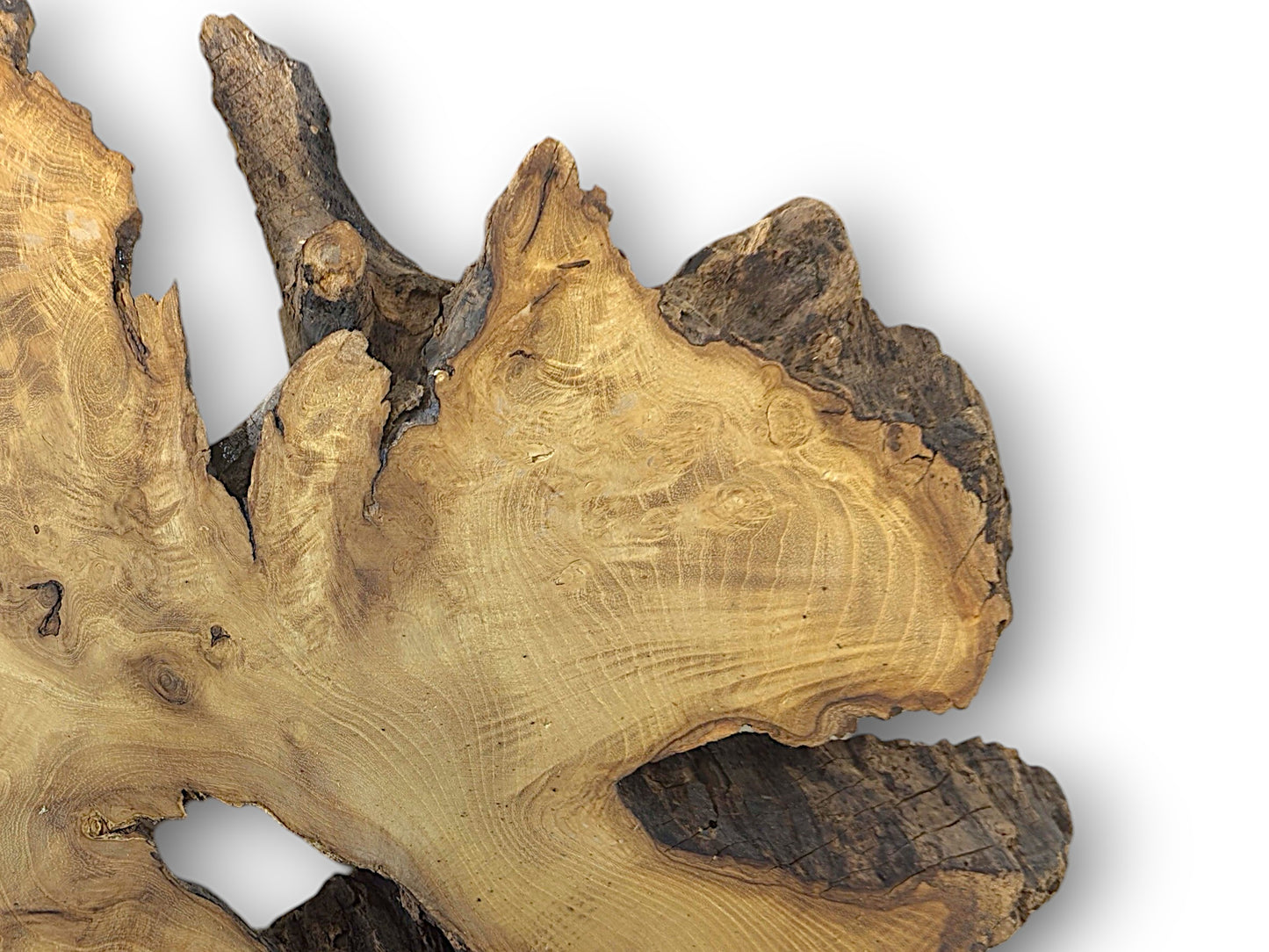 Irregular black locust root slice, planed surface reveals golden grain, dark bark, and visible voids.